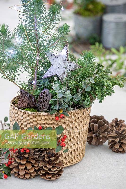 Miniature Christmas tree in woven basket with wire lights and cones and berries at the side