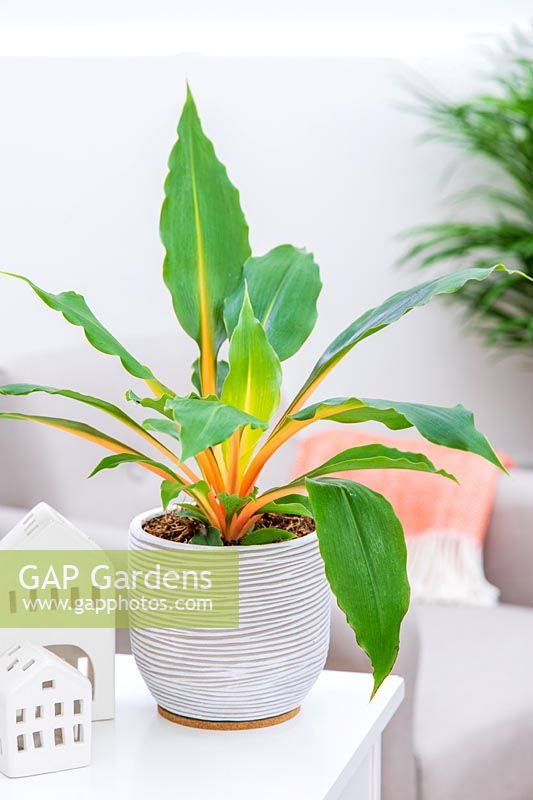 Chlorophytum orchidastrum 'Green Orange' - Spiderplant
