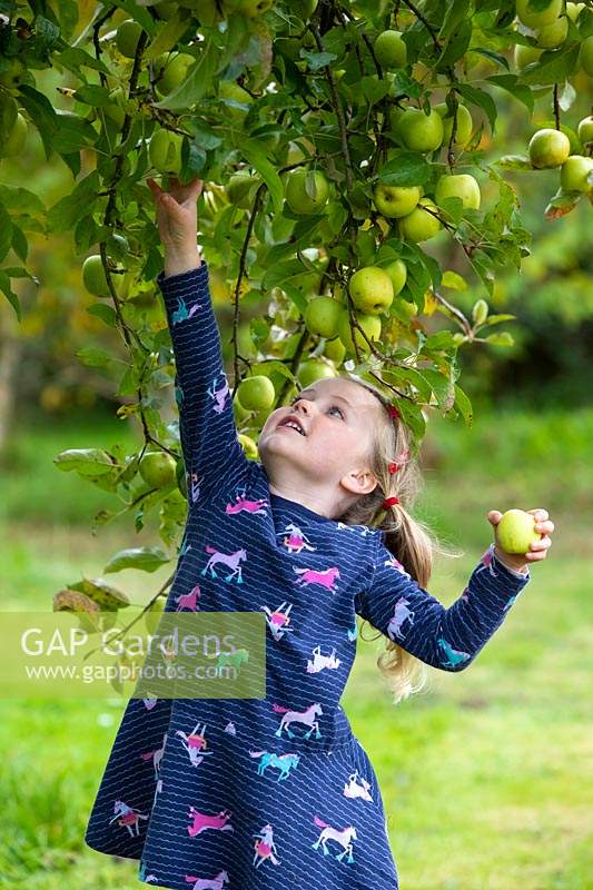 Annie Loader - apple picking, late September