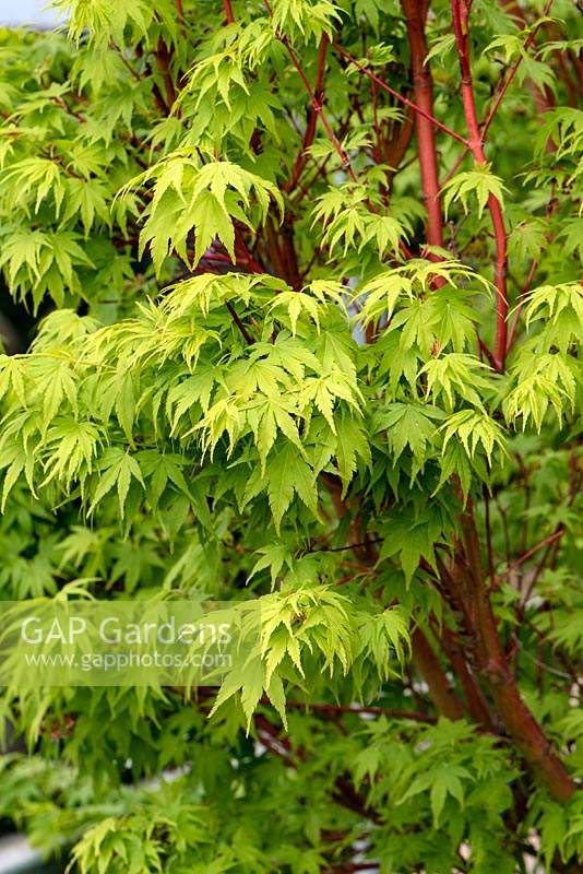 Acer palmatum 'Sango-kaku' - Coral-Bark Maple
