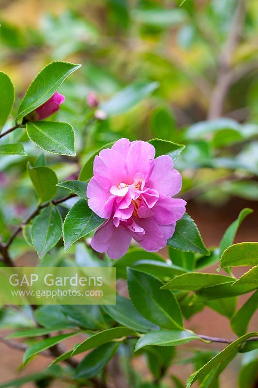 Camellia hiemalis 'Showa-no-sakae'
