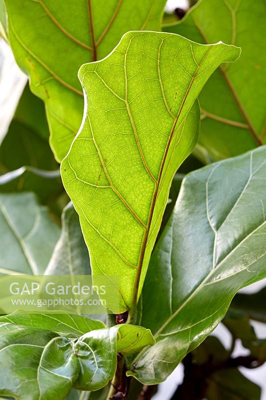 Ficus lyrata - Fiddle Leaf Fig 