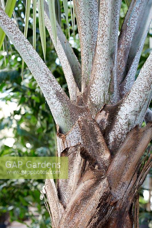 Bismarckia nobilis - Bismarck Palm