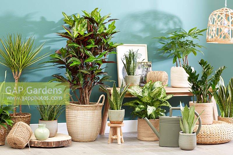 Indoor plant collection. 