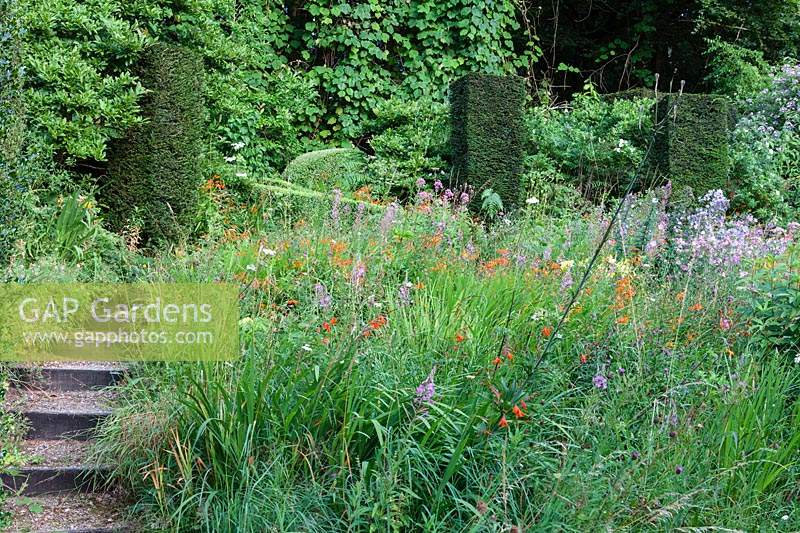 The Wild Garden with flowering perennials and clipped pillars of Taxus baccata - Yew.  Veddw House Garden, Monmouthshire, Wales, UK.
