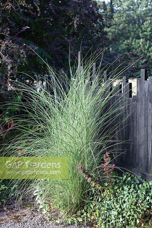 Miscanthus sinensis 'Morning Light' growing against black painted wooden fence. Veddw House Garden, Monmouthshire, Wales, UK.
