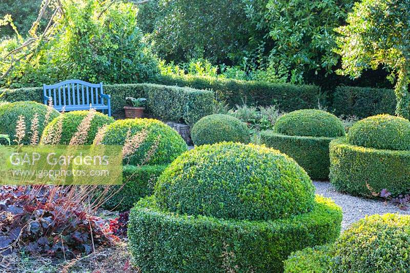 Double row of topiary Egg Cups in Buxus sempervirens with seat. Veddw House Garden, Monmouthshire, Wales, UK. 