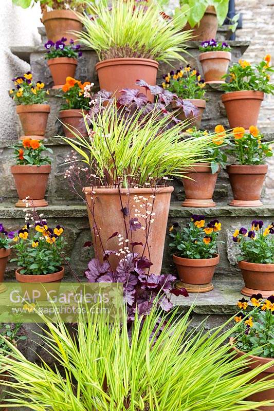 Clay pots on stone steps planted with yellow grasses, heuchera and and mixed violas.