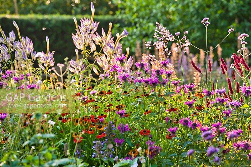 Mixed summer flowerbed featuring Verbena bonariensis, Veronicastrum virginicum 'Fascination', Monarda 'Prairienacht', Helenium 'Moorheim Beauty' and Persicaria amplexicaulis 'Firetail'.