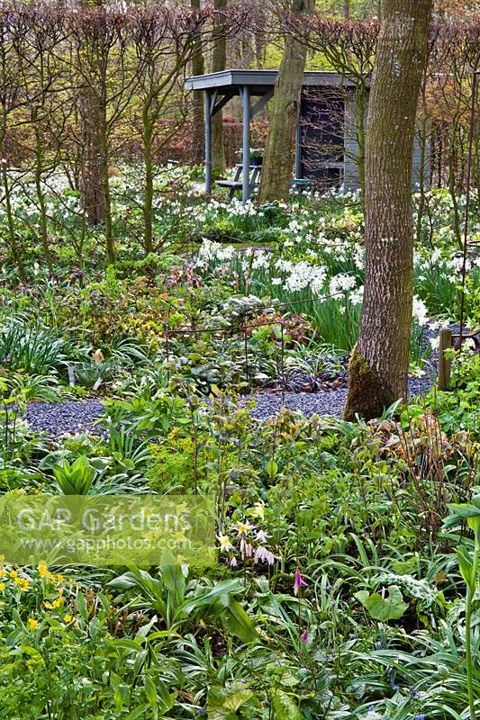 Woodland walk through beds with spring flowers
