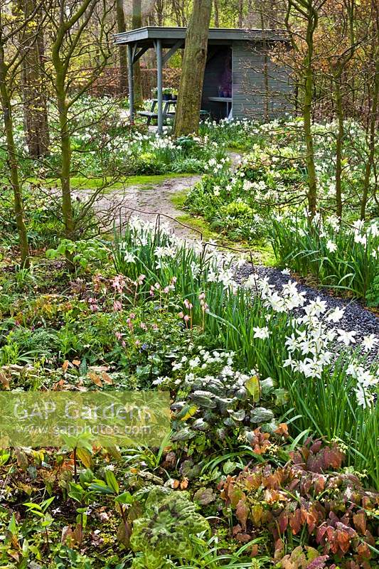 Woodland walk through beds with spring flowers, including Narcissus, Anemone, Erythronium and Trillium chloropetalum.