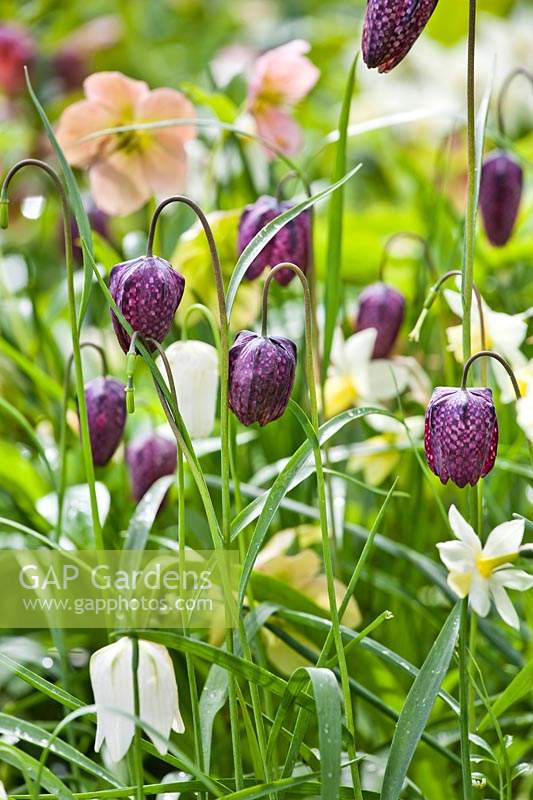 Fritillaria meleagris - Snake's Head Fritillary in bed with daffodils and hellebores.
