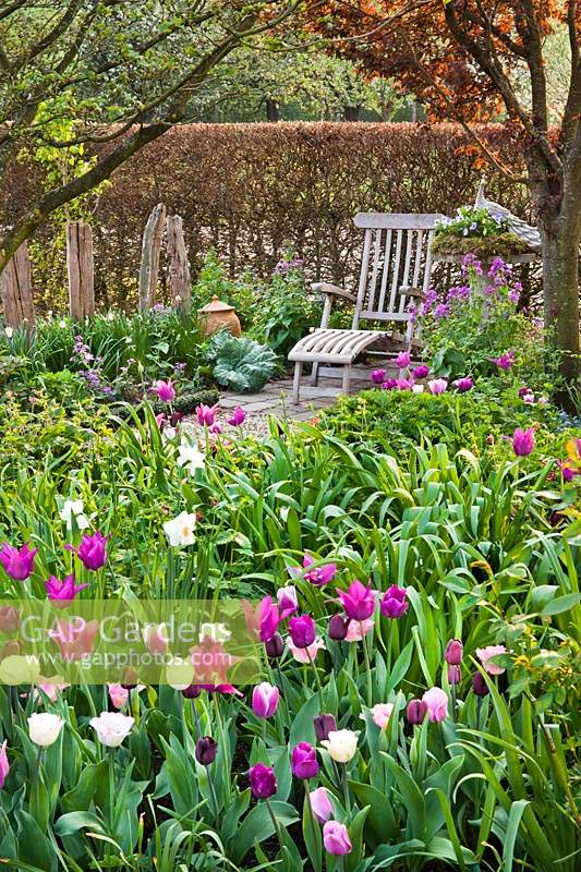 Wooden chair in relaxing area, with Prunus cerasifera and bed of mixed flowering tulips. 