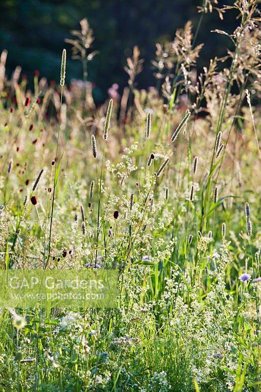 Phleum pratense - Timothy Grass in wildflower meadow.