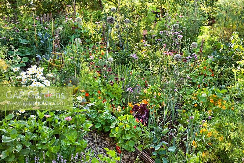 Mixed beds with vegetables, herbs, annuals and perennials. Rudbeckia hirta, nasturtium, lavander, basil, leeks, Welsh onions, fennel.