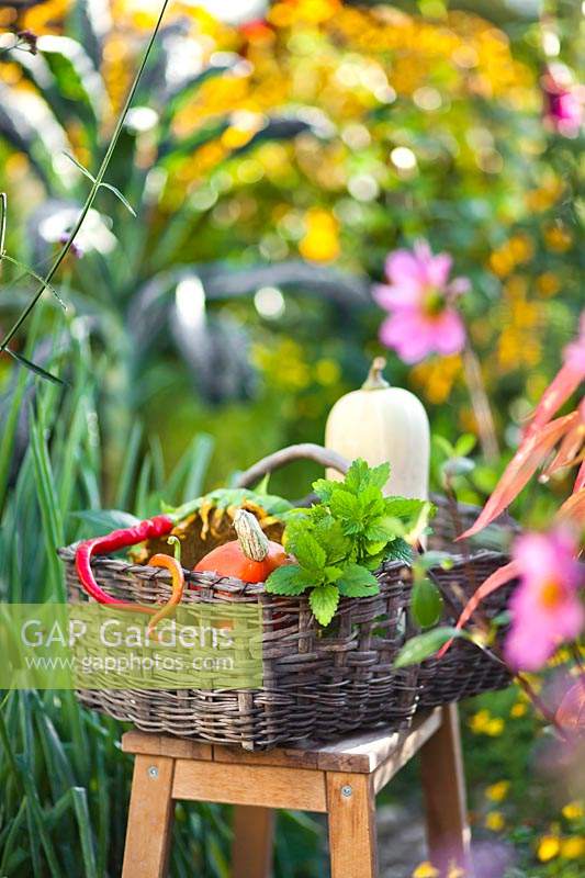 Basket of harvest in late summer vegetable garden.