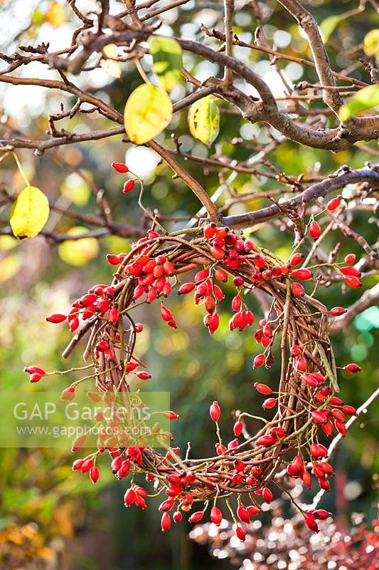 Rosehip wreath hanging from tree.