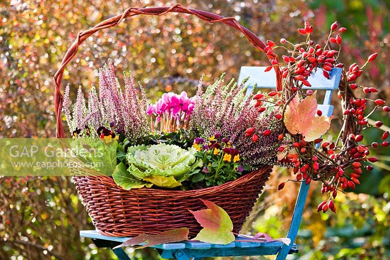 Basket planted with Calluna vulgaris, Cyclamen persicum, Viola cornuta and ornamental cabbage.