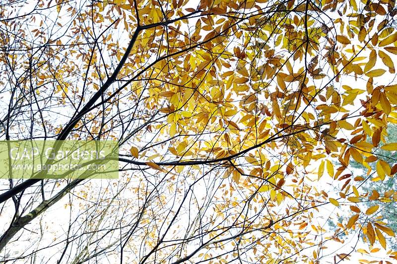 Fagus sylvatica, beech tree, Rendlesham Forest, Suffolk