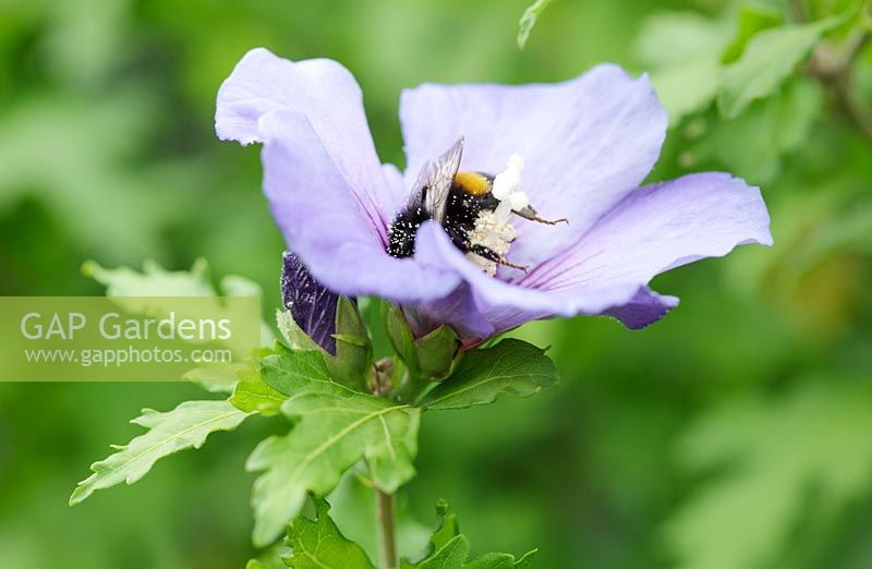 Bee on Hibiscus syriacus 'Oiseau Bleu' - Rose of Sharon 'Oiseau Bleu'