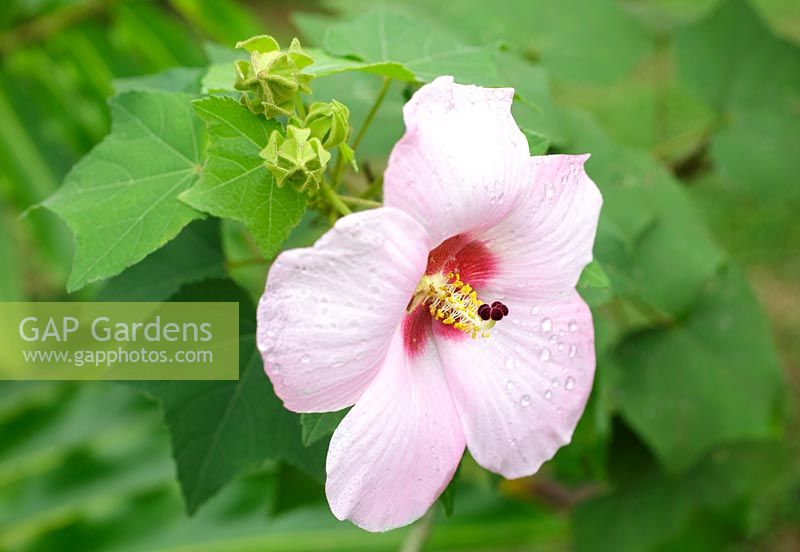 Hibiscus rosa-sinensis moscheutos, - Marshmallow Hibiscus, Costa Rica