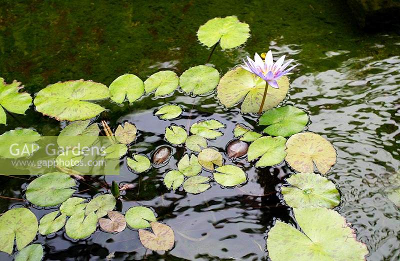 Nymphaea 'Blue Water lily'