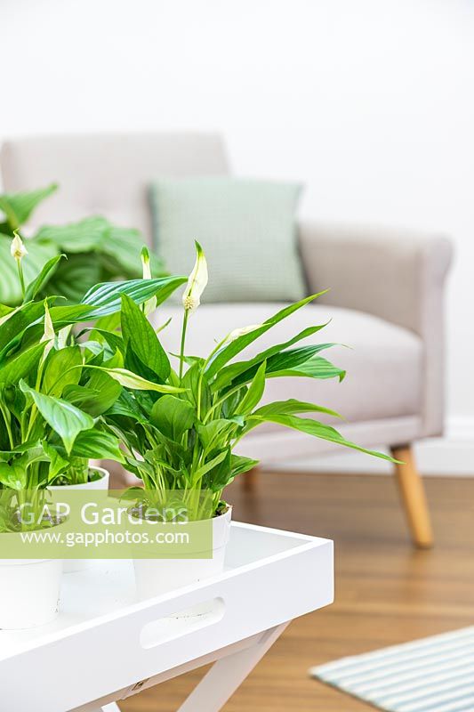 Spathiphyllum 'Pearl Cupido' - Peace Lily 