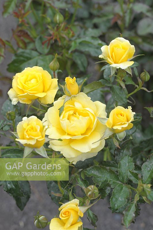 Rosa 'Ivey Hall' 'Golden Smiles' 