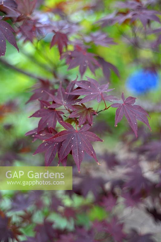 Acer palmatum 'Bloodgood' - Japanese Maple 'Bloodgood'