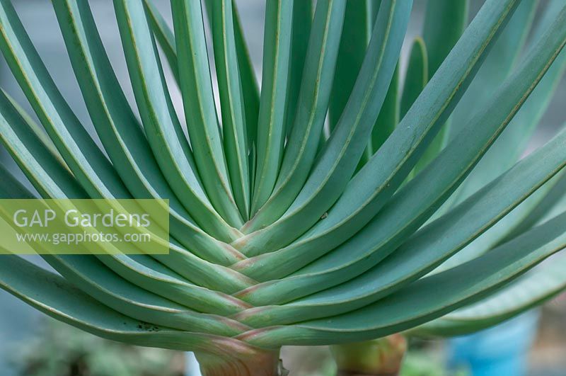 Aloe plicatilis 'Kumara plicatilis, the Fan-aloe
