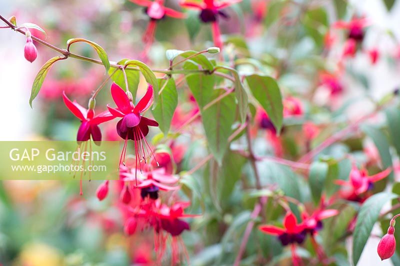 Fuchsia 'Lady boothby'