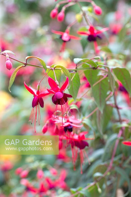 Fuchsia 'Lady boothby'
