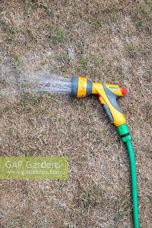 Dry brown parched grass in a summer heatwave with a hose pipe watering the grass