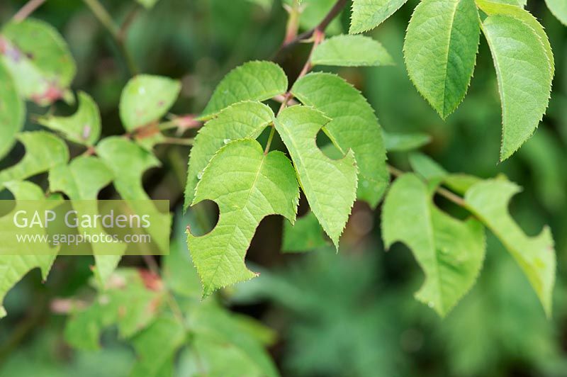 Rosa - Rose leaves with leaf cutter bee damage  in an english garden
