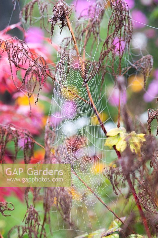 Spiders webs covered in mist in an autumn english garden