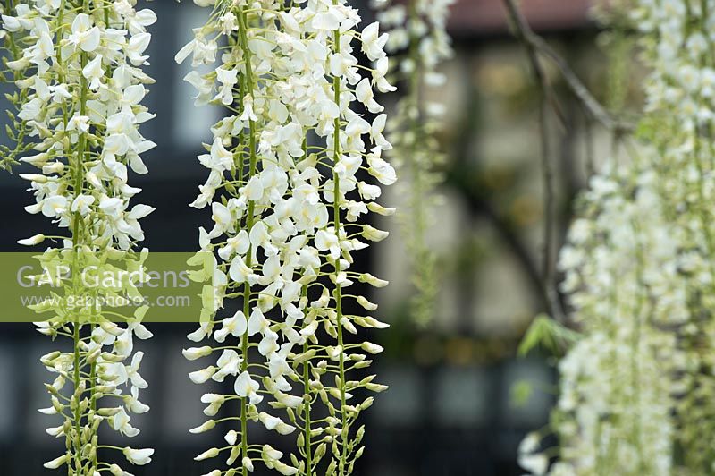 Wisteria sinensis alba - White Chinese wisteria in front of the laboratory at RHS Wisley Gardens