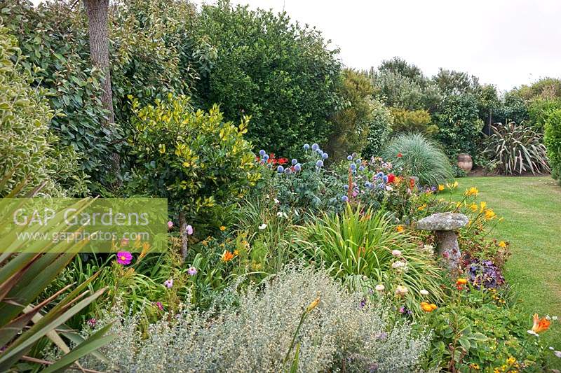 Summer flowering borders with shelter belt of evergreen shrubs. Shrubs include Variegated Euonymus, Elaeagnus, Olearia silencio, Ilex holly. Herbaceous plants include Echinops, Helichrysum italicum - curry plant, Crocosmia 'Lucifer', Hemerocallis and Cosmos