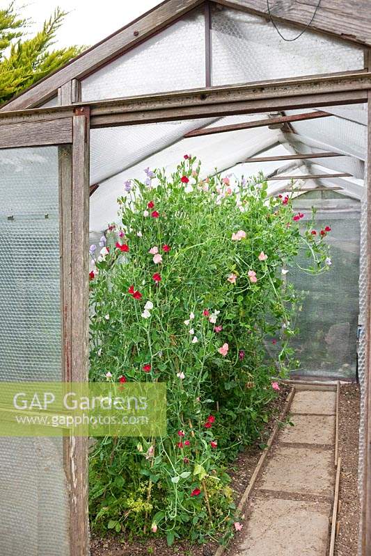 Greenhouse with sweet peas