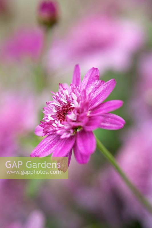 Argyranthemum 'Madeira Crested Pink' Marguerite 'Madeira Crested Pink'