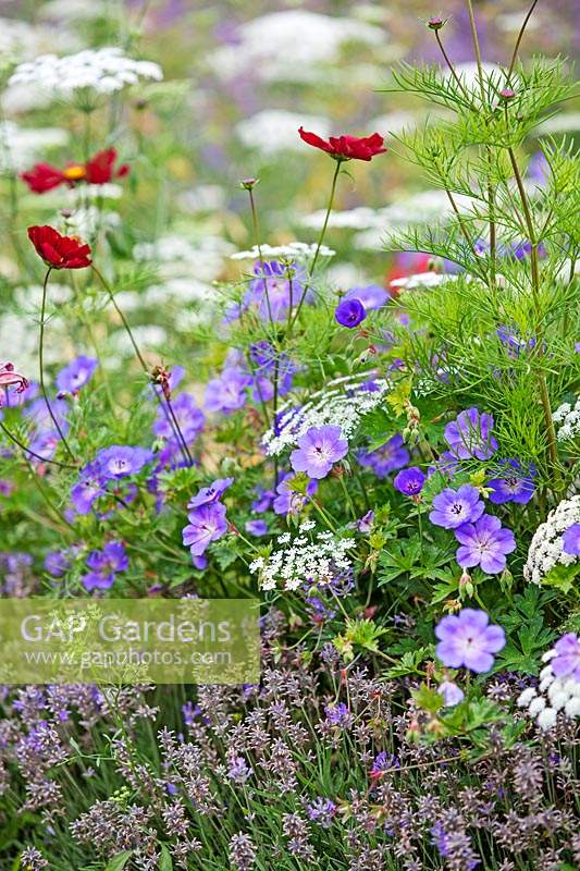 Mixed border of Cosmos, Geranium 'Rozanne' and Anthriscus sylvestris - Cow parsley
