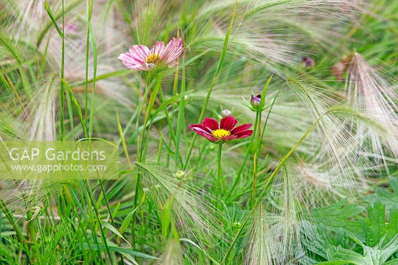 Cosmos flowering among Hordeum jubatum - Foxtail barley