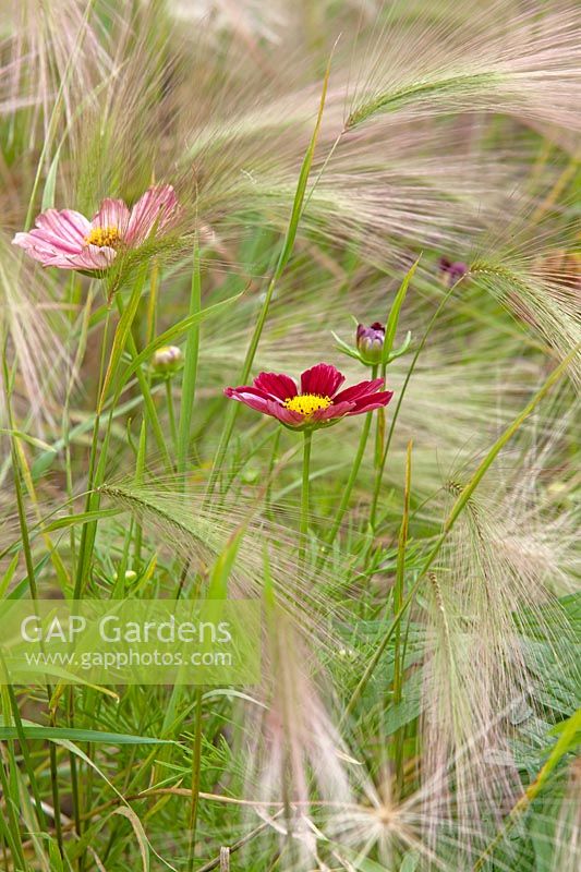 Hordeum jubatum -  Foxtail barley and Cosmos flowers 