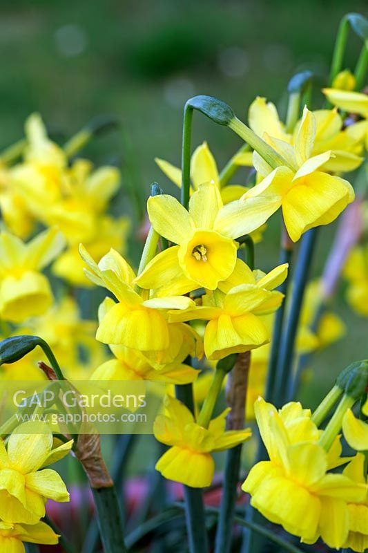 Narcissus 'Little Sunray' - Daffodil 'Little Sunray'