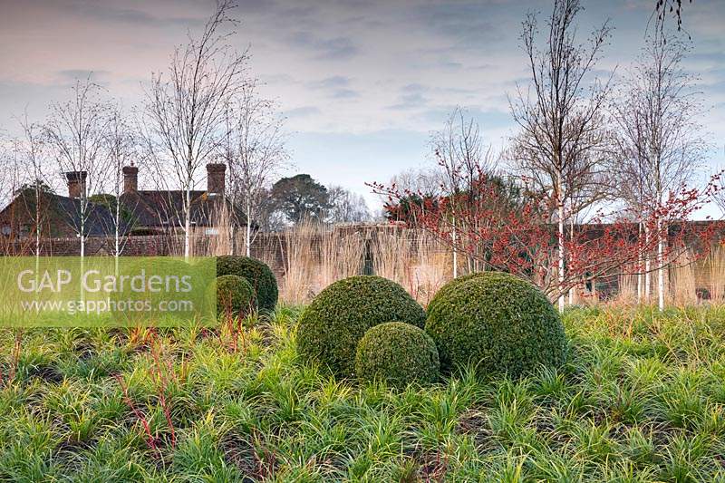 Buxus sempervirens and Carex morrowii, Wakehurst Winter garden, West Sussex, UK