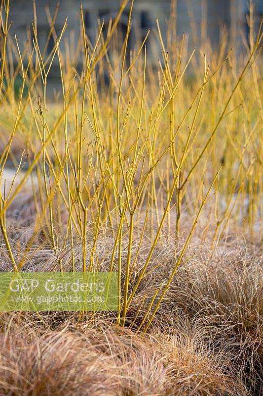Cornus sericea 'Bud's Yellow' underplanted with Carex comans bronze-leaved. 