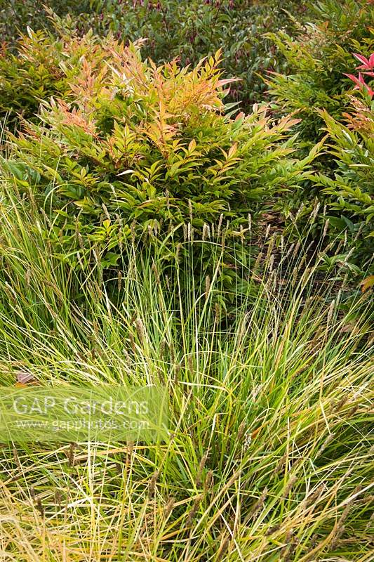 Carex oshimensis 'Everlime' Nandina domestica 'Gulf Stream' - 'Everlime' Sedge with 'Gulf Stream' Compact Heavenly Bamboo