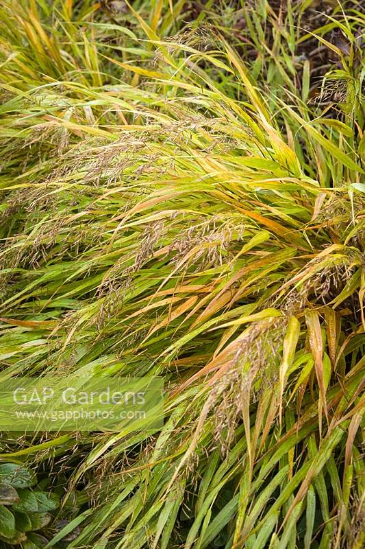 Anemanthele lessoniana 'Stipa arundinacea' - Gossamer Grass - New Zealand Wind Grass