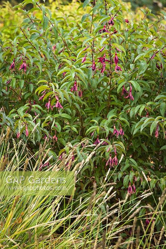 Carex oshimensis 'Everlime' Fuchsia 'Dying Embers' - 'Everlime' Sedge with 'Dying Embers' Hardy Fuchsia