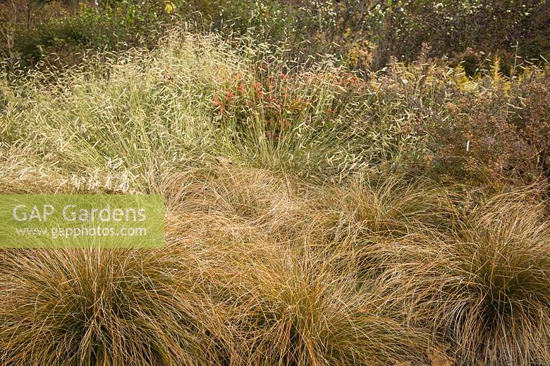Bouteloua gracilis 'Blonde Ambition' Carex testacea - 'Blonde Ambition' Blue Grama grass with Orange Sedge