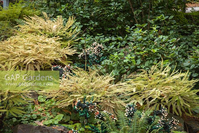 Adiantum pedatum, Gaultheria shallon - Maidenhair Ferns and Salal 
